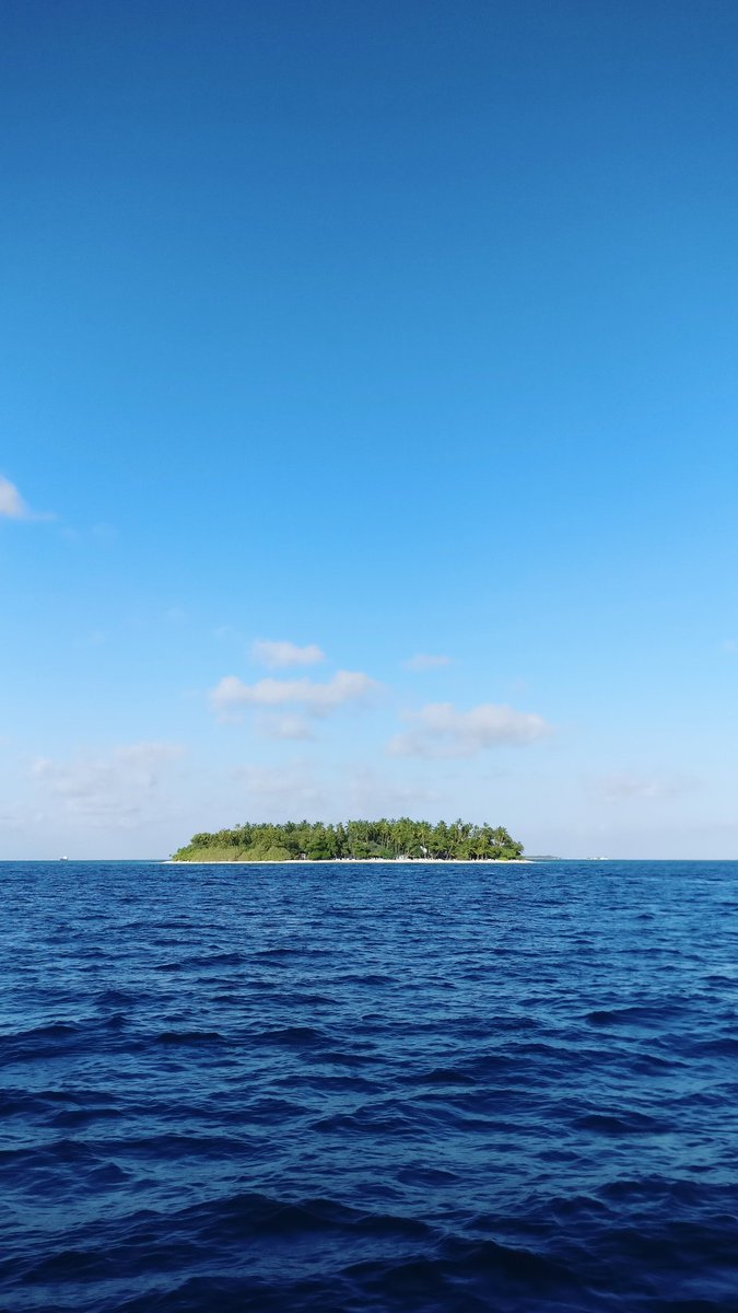 A. Shuau tweet media