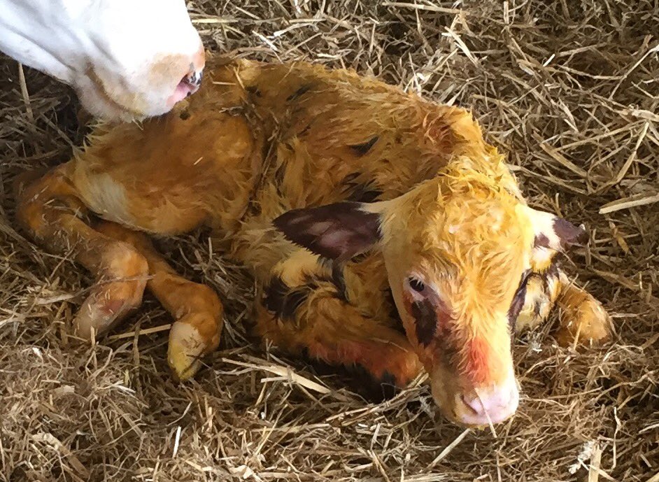ortongrange's tweet photo. Meet @ortongrange Bandares Dancer Red @ukwwsires #variantred ๐๐พ๐๐ https://t.co/wCy1vImefE