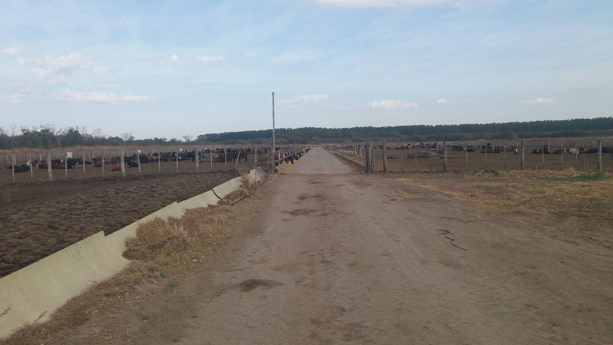 agrocontrolcba's tweet photo. Feliz dia de la Ganadería!! Producción Nacional en pleno crecimiento. #Producción #Nacional #Ganadería #AgroControl . https://t.co/Dlo94N2LnK