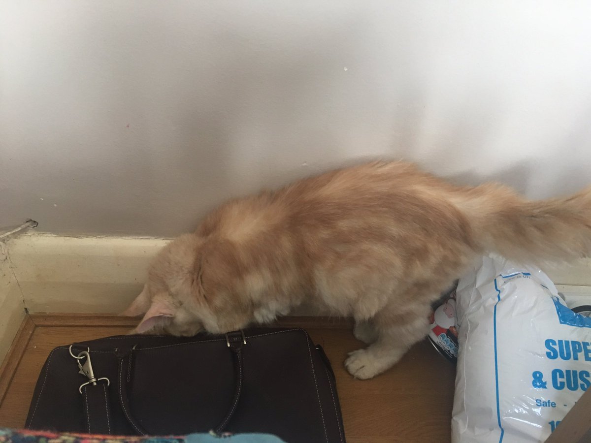 bearilliantcrft's tweet photo. No mouse behind there. He's lost his empty fudge wrapper from @lydsurachgsd fudge! #mainecoon #daftcat #fudgegoddess https://t.co/4bt2VOcrpy