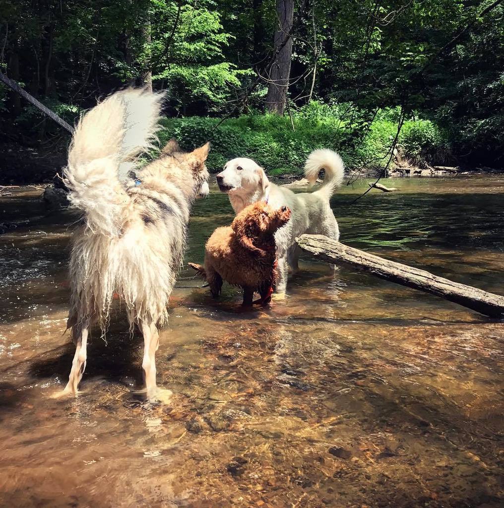 dcdogsitter's tweet photo. DCDS fur-kids getting back to their wild sides! .
.
.
.
#dcds #Dcdogsitter #Dccatsitter #DCDSfamily #Professionalp… https://t.co/OcVk3XgNRM https://t.co/Zba0PWU76B