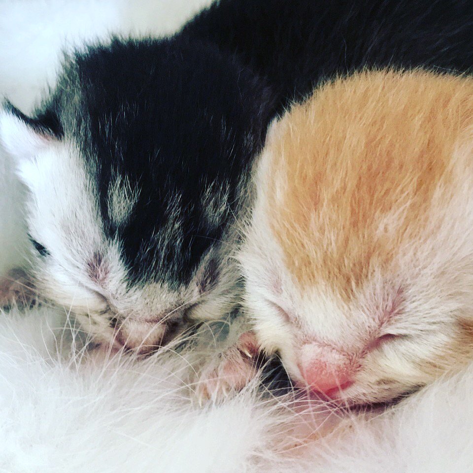 ilbo_taro's tweet photo. ilboがあればこんなに可愛い瞬間もみれちゃう❤️
 #ilbo #ねこ #ペット ＃お留守番カメラ https://t.co/NAtLrKnfJE