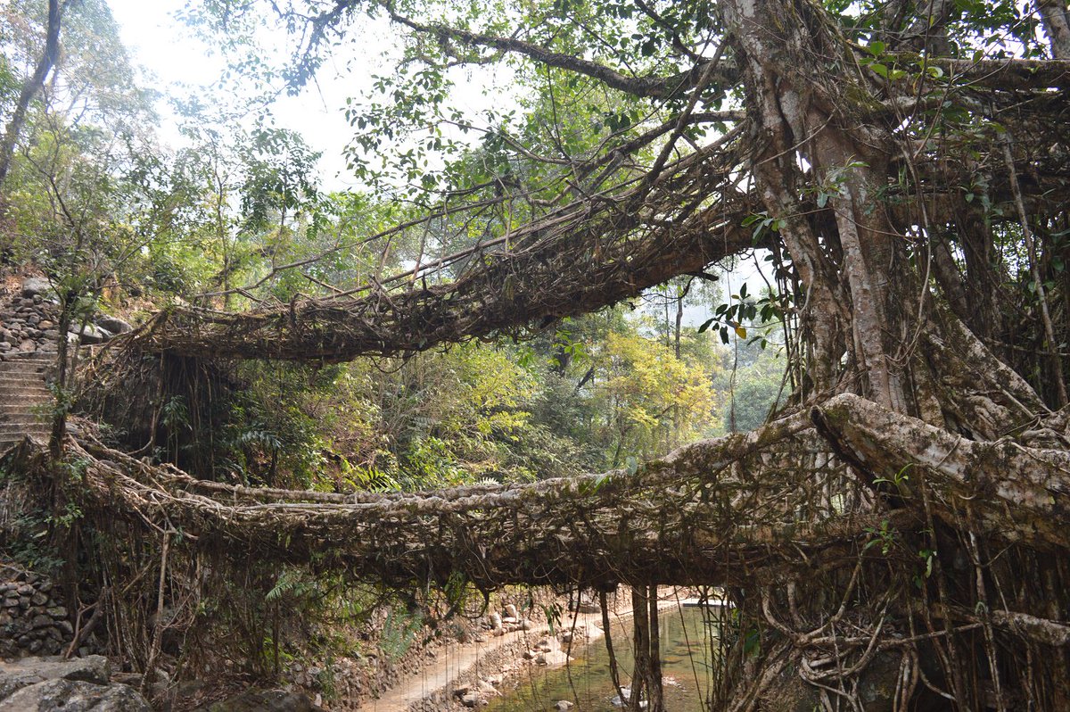 therootbridge's tweet photo. A 3500 trekking expedition to the Double Decker Root Bridge!
#Meghalaya #LivingRootBridge #Trek #JaintiaHills 
#RootBridge #ThoughtfulTravel https://t.co/JqOB4er6xS