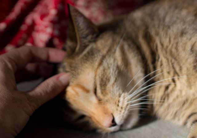 KitsyMiss's tweet photo. Okay, I admit the humans are good for somethings. Sometimes. #cat #CatsOfTwitter https://t.co/bQZmepqR9a