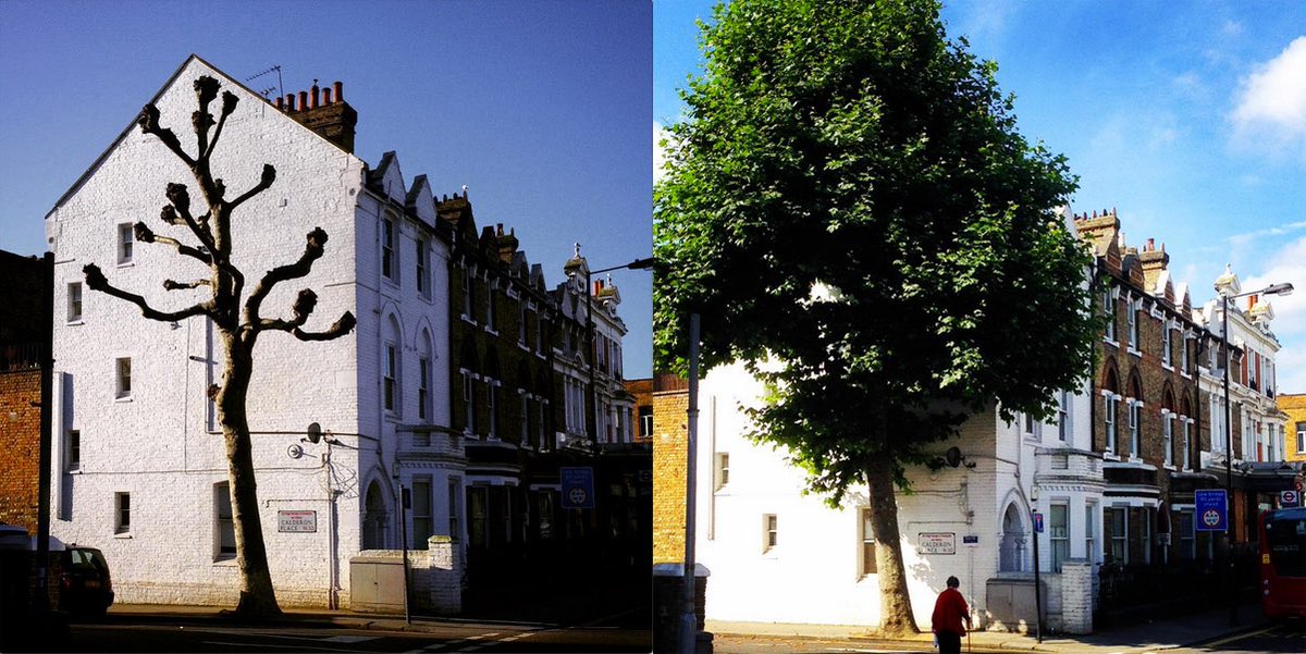 PeteMoorePhotos's tweet photo. #Pollarded tree #CalderonPlace #W10 February2016 &amp; July2017 #treesgrow! rephotography #aspectsofrephotography https://t.co/JOE1yyaAF7