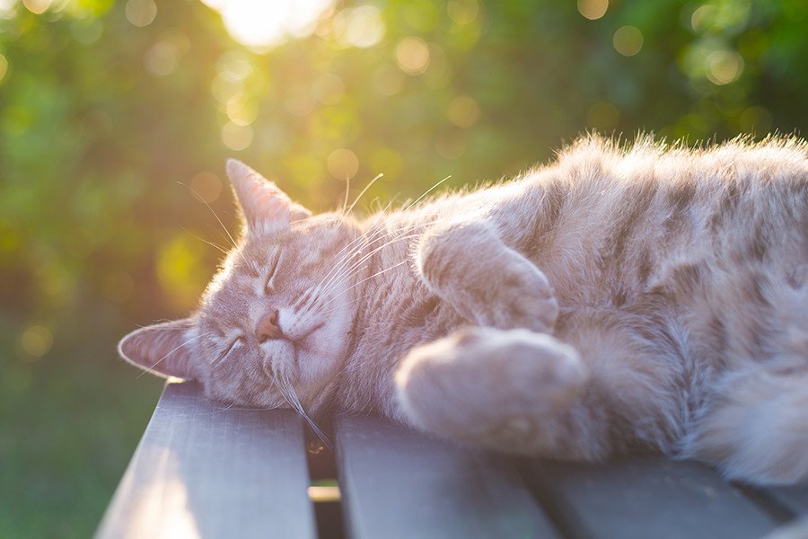 Klart katten ska med på semestern! mynewsdesk.com/se/svedea/pres…