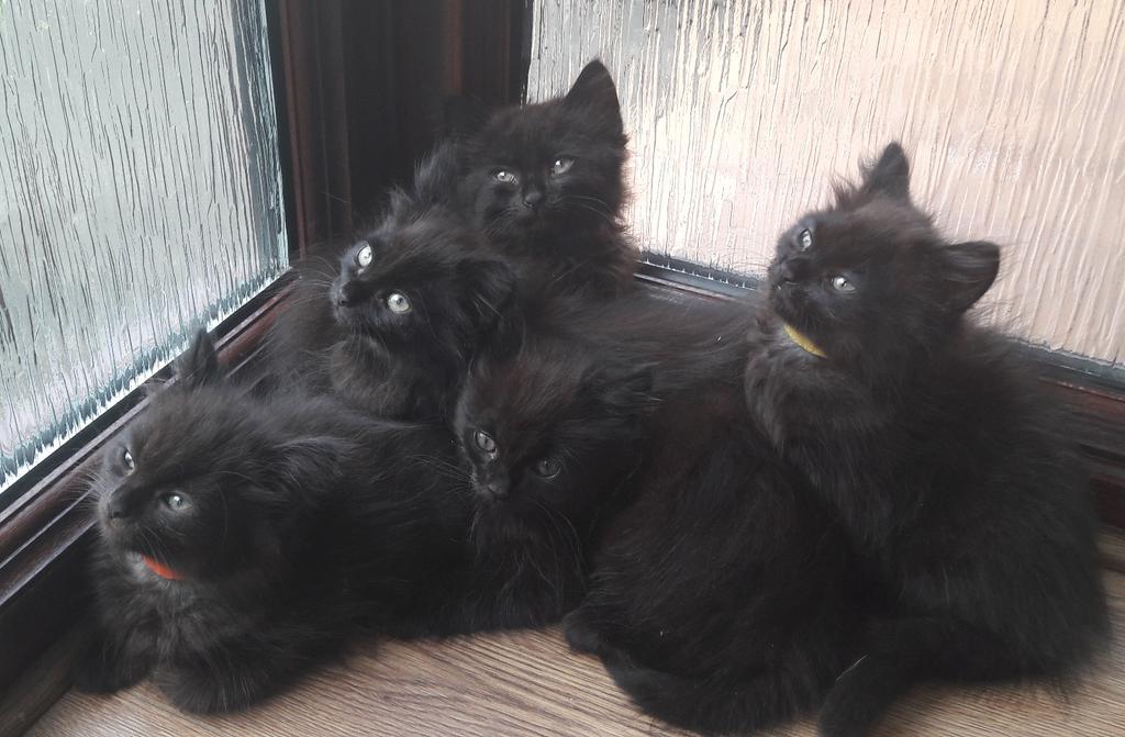 RSPCA Altrincham tweet media