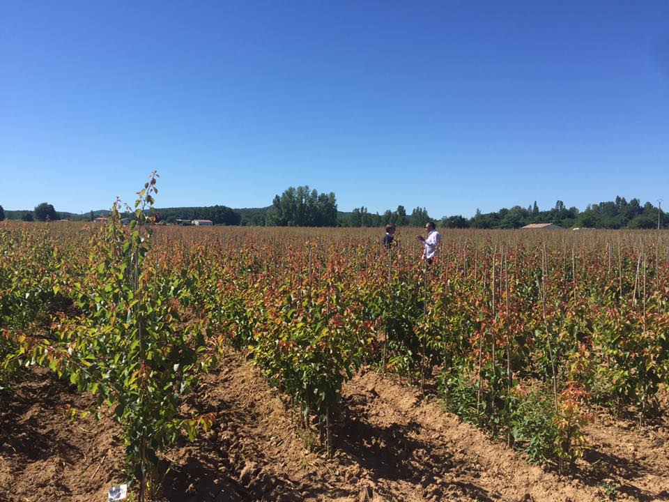 augustaviveros's tweet photo. Volvemos de #Francia de hacer una visita comercial en la que visitamos #EscandePlants dentro del plan de desarrollo de variedades #Proseplan https://t.co/tBxv6twVFt