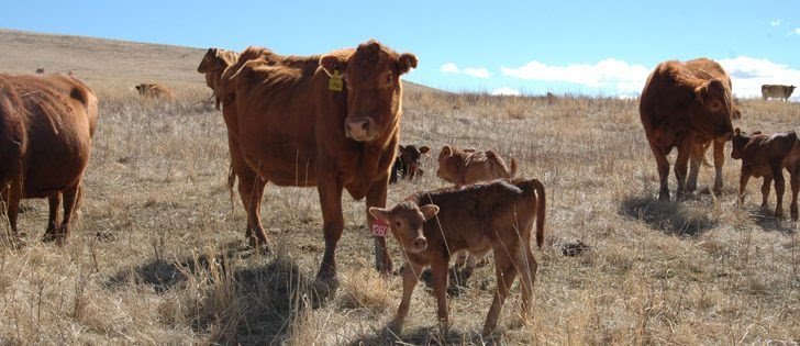 ZimbabweFarming's tweet photo. Starting a small beef herd and making money - for anyone who can't be a full-time farmer https://t.co/HQNLpFHJ7T #Zimbabwe #farming https://t.co/moOSzvAmb8