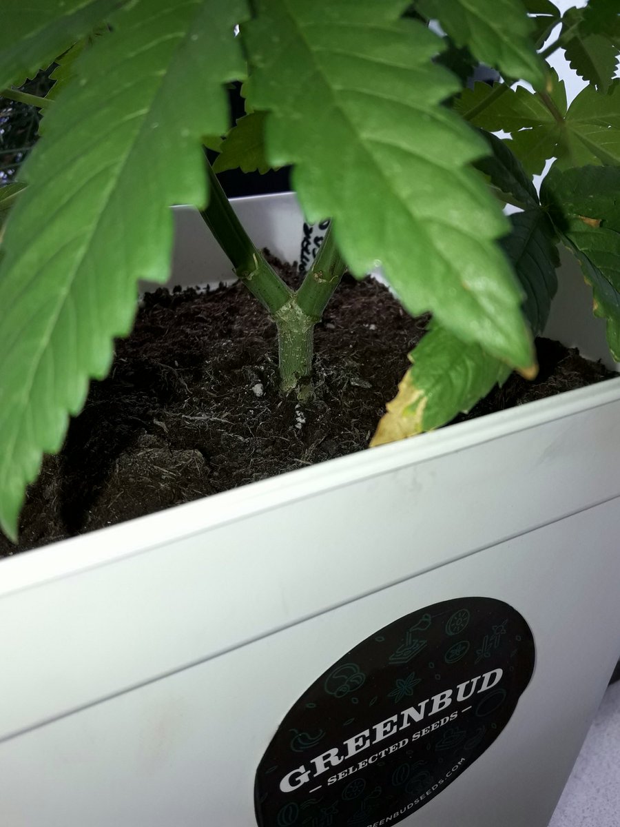 AdrycManellson's tweet photo. Weed Día @GreenbudSeeds
Mirad qué Guapa qué estoy al Sol cántabro #EquipoGrande.
Adryc y yo Os Saludamos.
Tu #SpitfireOne que Te Quiere:)) https://t.co/Mv10ztcSz4