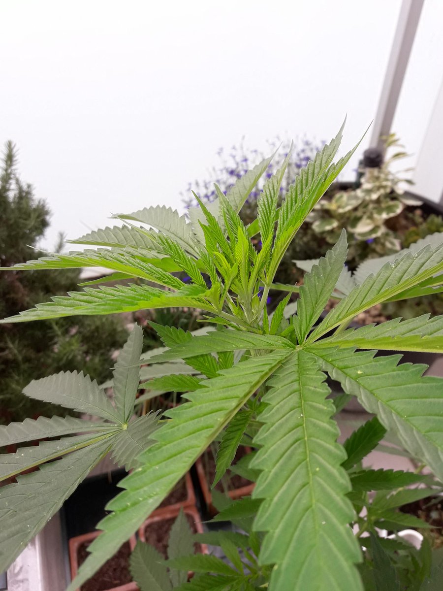 AdrycManellson's tweet photo. Weed Día @GreenbudSeeds
Mirad qué Guapa qué estoy al Sol cántabro #EquipoGrande.
Adryc y yo Os Saludamos.
Tu #SpitfireOne que Te Quiere:)) https://t.co/Mv10ztcSz4