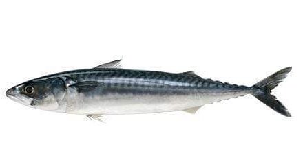 mullaquarium's tweet image. #Factoftheweek - An Atlantic Mackerel can swim up to 5.5 metres per second! #funfishfacts #superfastfish
