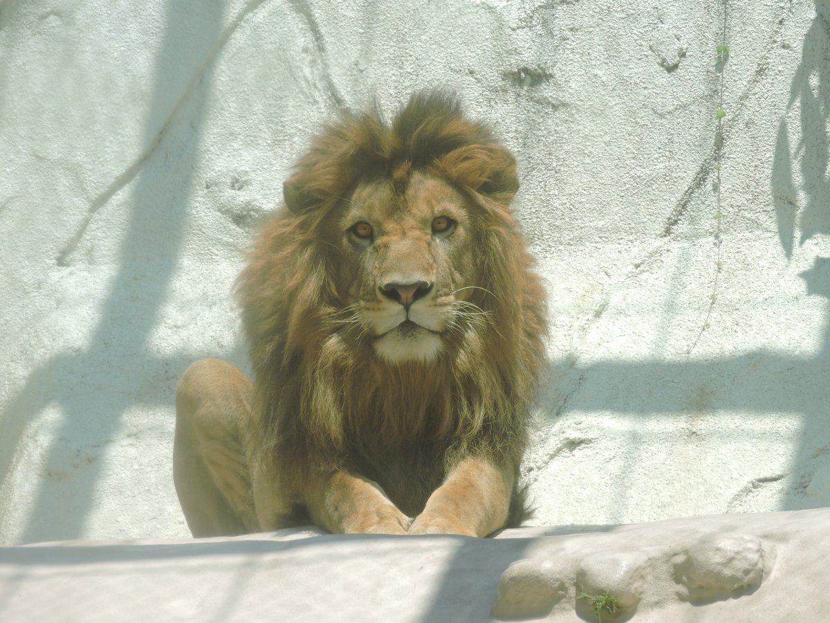 かべちょろ Twitterissa 報告忘れてました Roko Rokomm さんのライオンのイラストがリアルなのでチャチャ丸やライさんが興味津々でガラス面まで近寄ってきてくれましたよ チャチャ丸の視線の先にはトートバッグがあります 福岡市動物園 到津の森公園