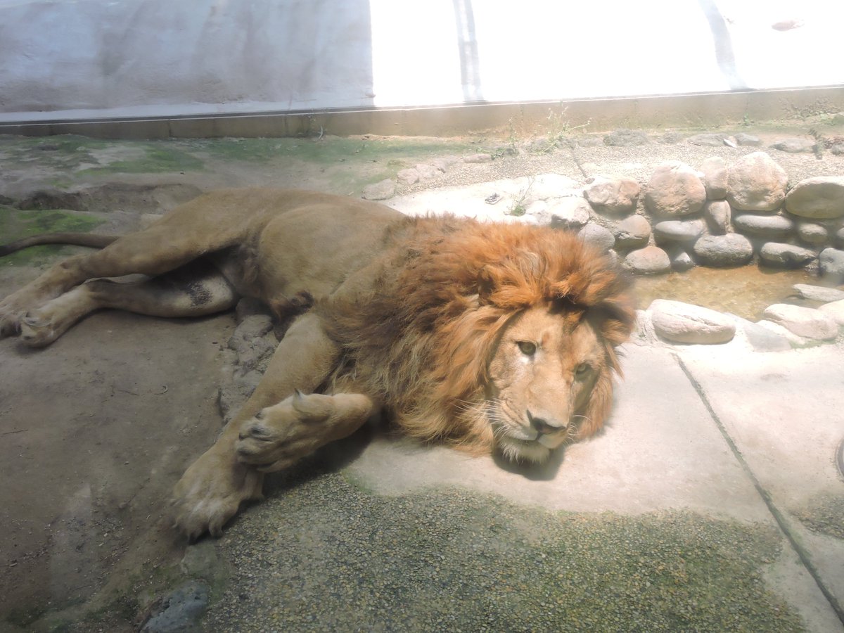 かべちょろ Twitterissa 報告忘れてました Roko Rokomm さんのライオンのイラストがリアルなのでチャチャ丸やライさんが興味津々でガラス面まで近寄ってきてくれましたよ チャチャ丸の視線の先にはトートバッグがあります 福岡市動物園 到津の森公園