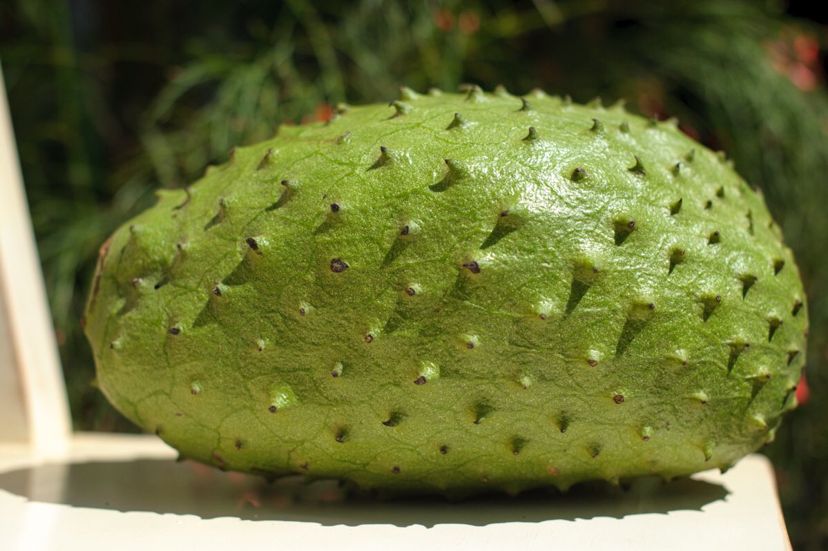 mudasemarket's tweet photo. Excessive intake of soursop is known to trigger neurological damages in turn leading to Parkinson disease.
#food #fruits #soursop #mudase https://t.co/Pv6FB7VXjV
