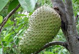 mudasemarket's tweet photo. Excessive intake of soursop is known to trigger neurological damages in turn leading to Parkinson disease.
#food #fruits #soursop #mudase https://t.co/Pv6FB7VXjV