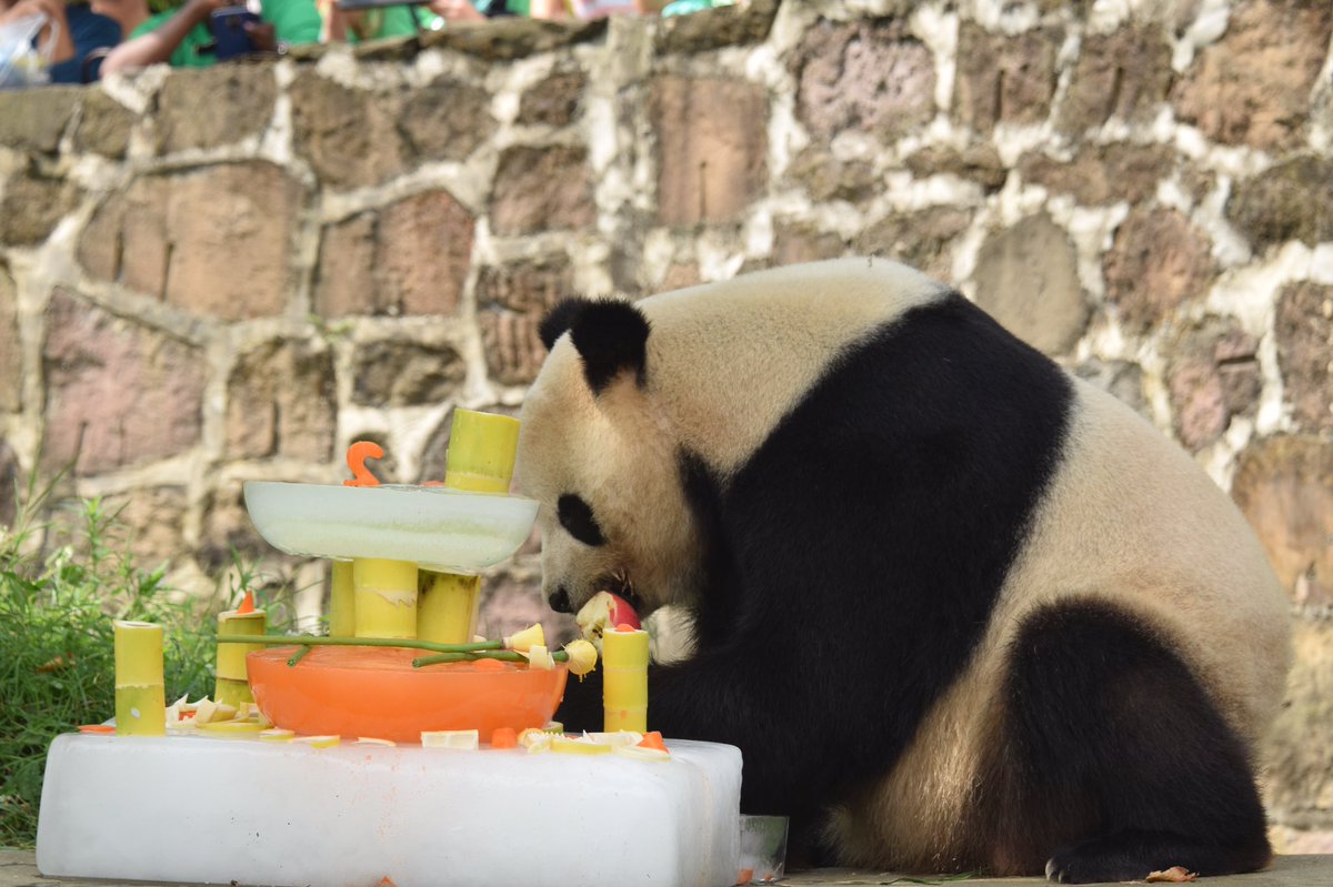 aPandaCity's tweet photo. Sorry 4 the late if ur birthday party, Tai Shan🎂🎉 https://t.co/Ws1INy6tbD