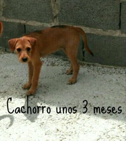 NECESITAMOS AYUDA PARA RESCATAR Y ACOGIDA PARA NANA Y SUS CACHORROS.Estan en un pueblo de Cadiz.Escribe a facebook.com/asociacionmask… … …