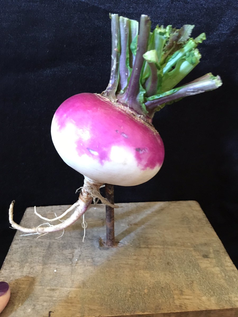 Turnip Prize Book tweet media