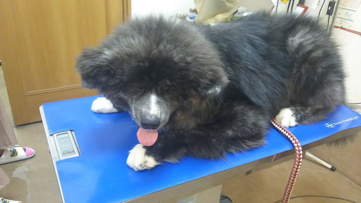秋田犬仔犬10ヵ月 秋田犬仔犬10ヵ月