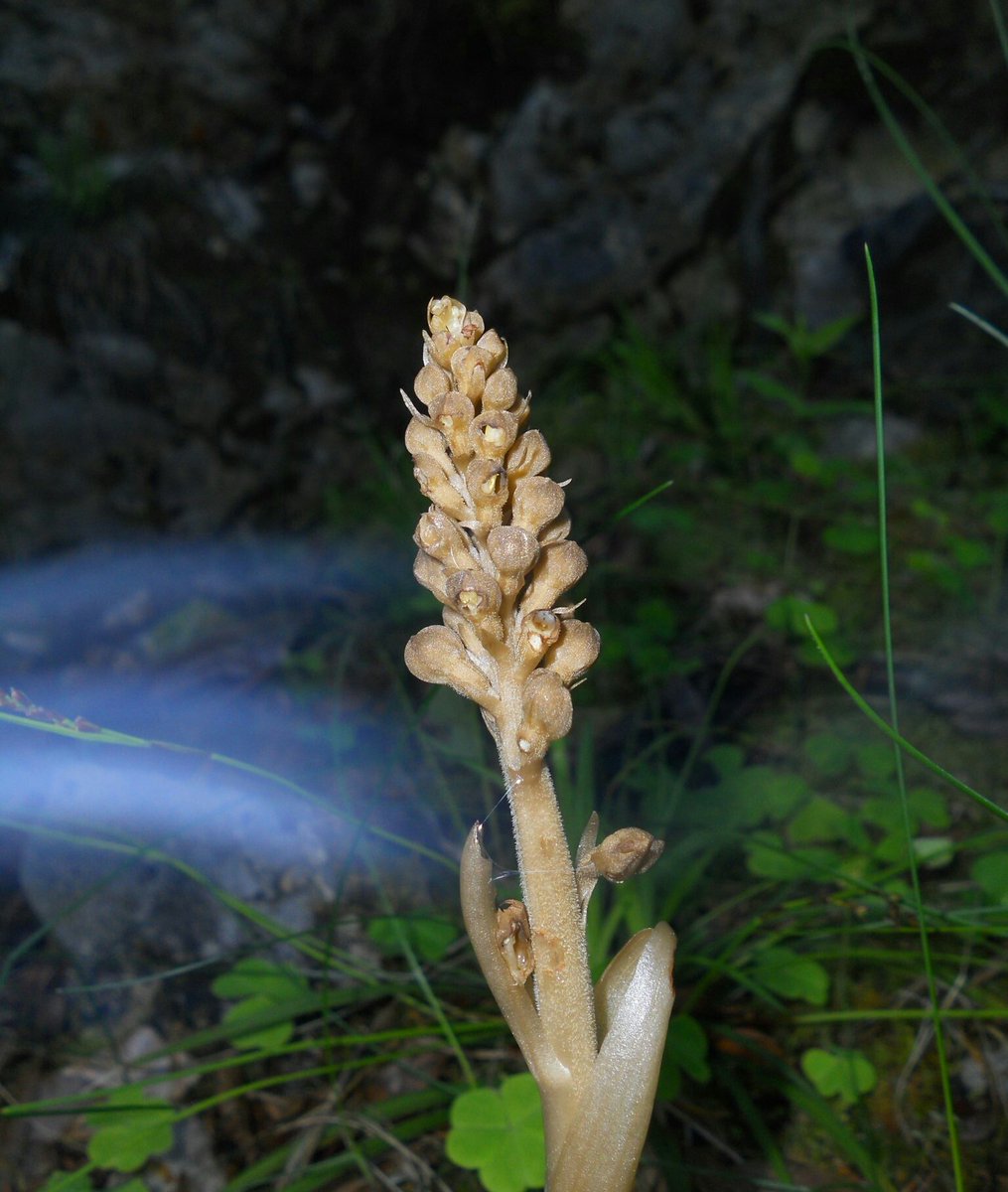 SamuelMarent's tweet photo. Straight out of a fairytale
#Neottia nidus-avis, the bird's-nest #orchid https://t.co/IgtFwbnux9