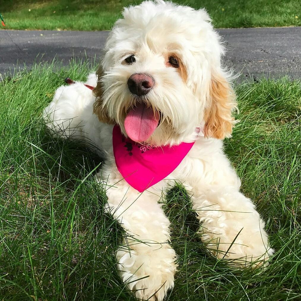 simplepetlove's tweet photo. Happy MONDAY from our sweet friends @stellawithfreckles 😍🐶🐾❤ We hope everyone has a LOVELY day!!!
https://t.co/3siZX9mVRE https://t.co/8Yxz7g2Y3r