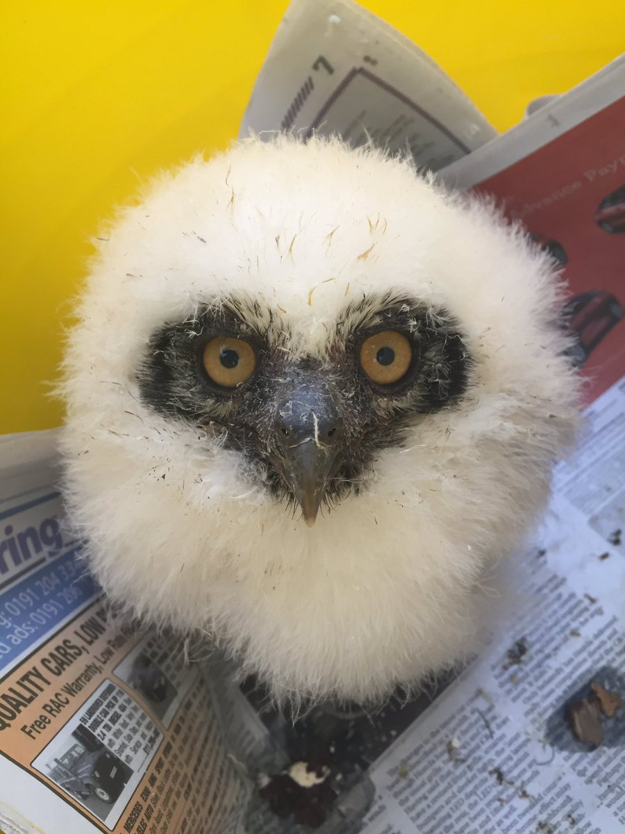 Tonight on Amazing Animal Births get ready for a bunch of crazy looking owl chicks. #amazinganimalbirths
