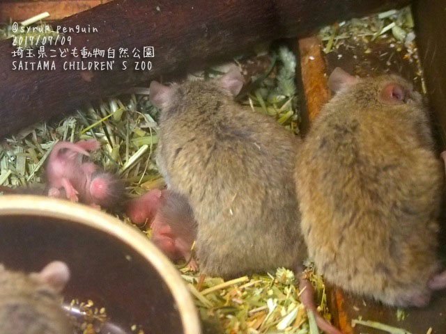 ট ইট র しろっぷ ฎ おペン路さん 埼玉県こども動物自然公園 ステップハツカネズミ アカネズミ カイロトゲマウス しょっちゅう生まれてるのだと思いますが ネズミの赤ちゃんが生まれたてでした 何ネズミだったかチェックし忘れちゃいました