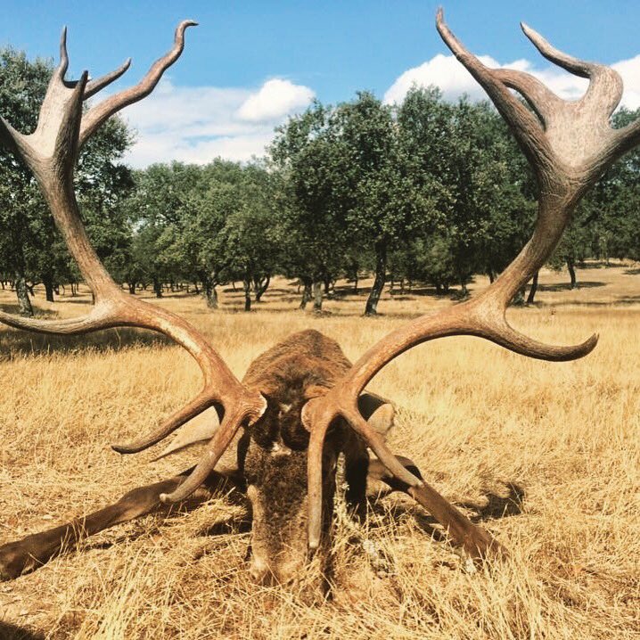 Luxury_Hunting's tweet photo. In SEPTEMBER begins the stalking of our great native deer. Book your stalking deer https://t.co/ZKv00vZL5a | Infoluxuryhunting@gmail.com https://t.co/YtfWfGBcdO