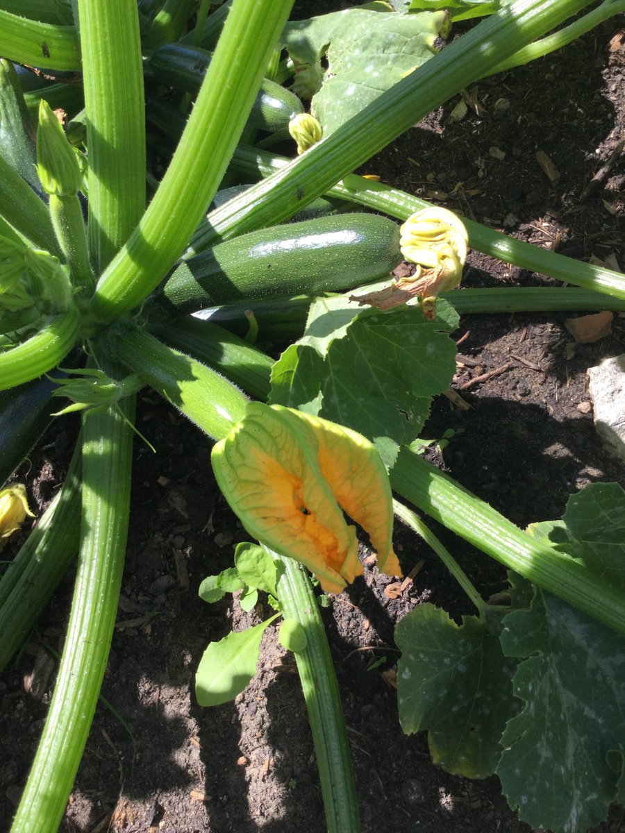 TNOtoronto's tweet photo. An annual initiative @TNOthorncliffe is engaging the neighbourhood in planning, planting, caring and harvesting of an urban garden #toronto https://t.co/20iTKbZofW