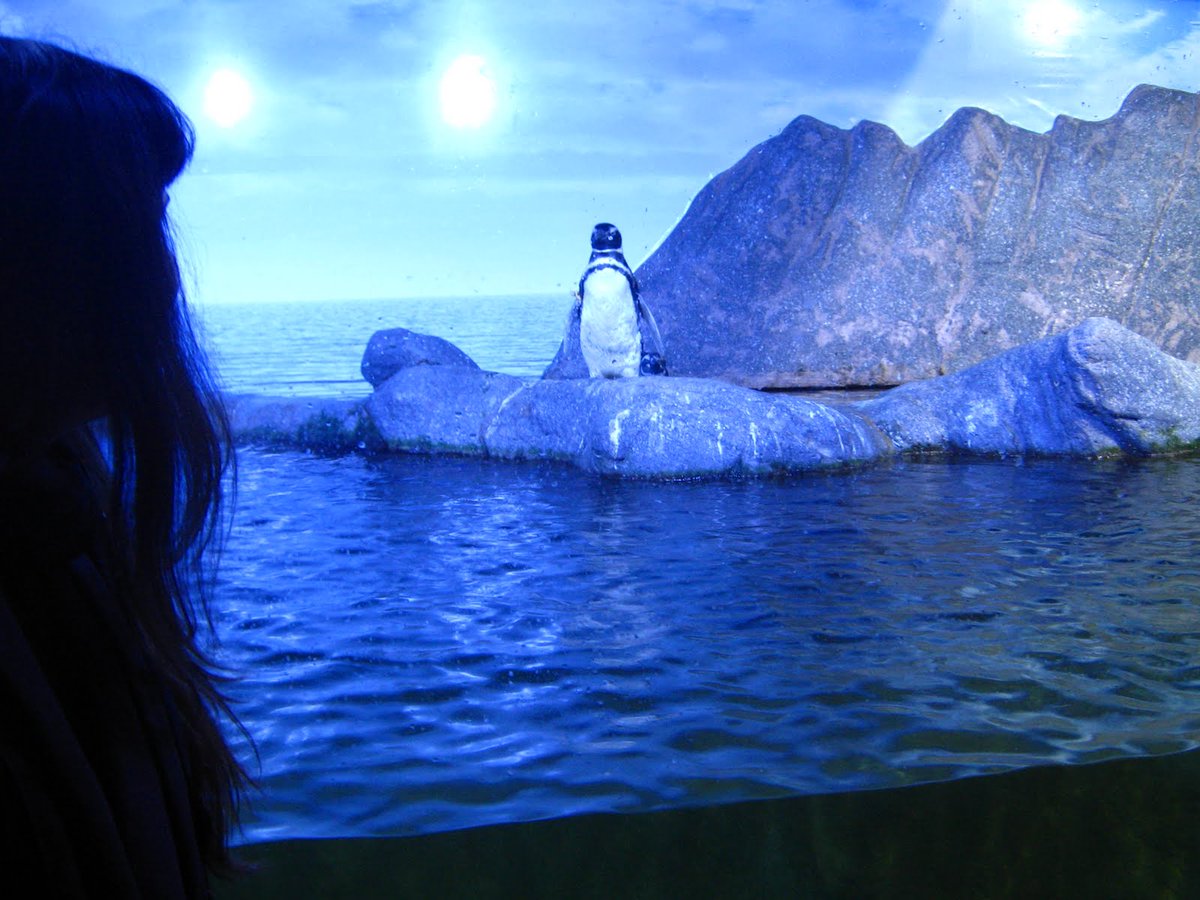 DaGalloStudio's tweet photo. #Cenografia que fizemos p/ #Pinguins do #aquariodeubatuba #rochaartificial #gallostudio #rockwork #aquarismo #scenography #pinguinario #uba https://t.co/bMnROTXeOl