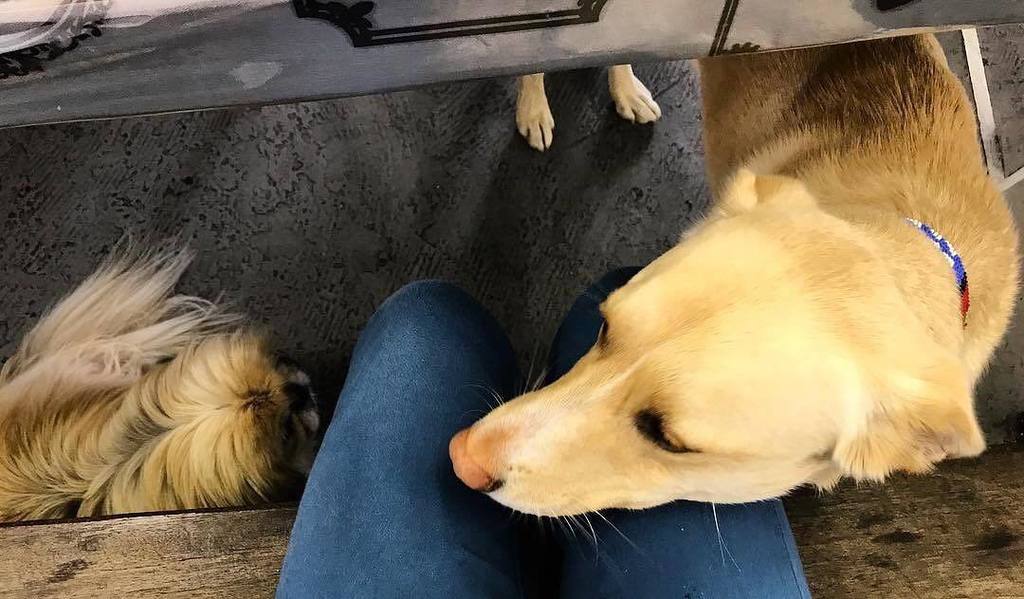 WagworldSA tweet media