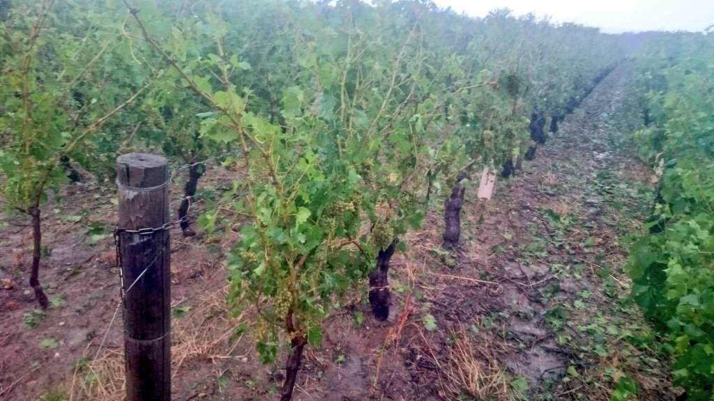 Résultat du passage du nuage de grêle...
.
Result after cloud of hail...
.

#orage #grêle #vignes #vineyard #awful #désespérant