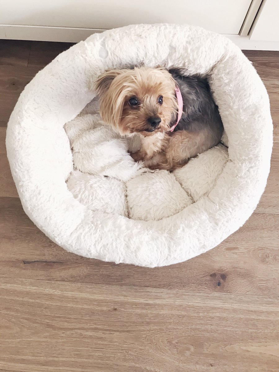 blairerestaneo's tweet photo. My baby😍 https://t.co/7WADcmtJBf