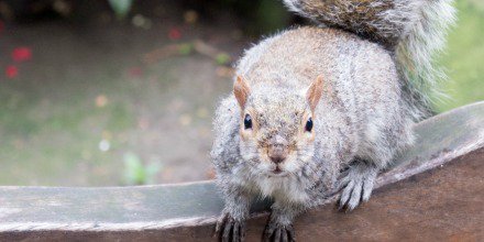 Nutty fact: grey squirrels were first imported to the UK in the 1870s, as a fashionable accessory. Here's a fine specimen by the Rookery...