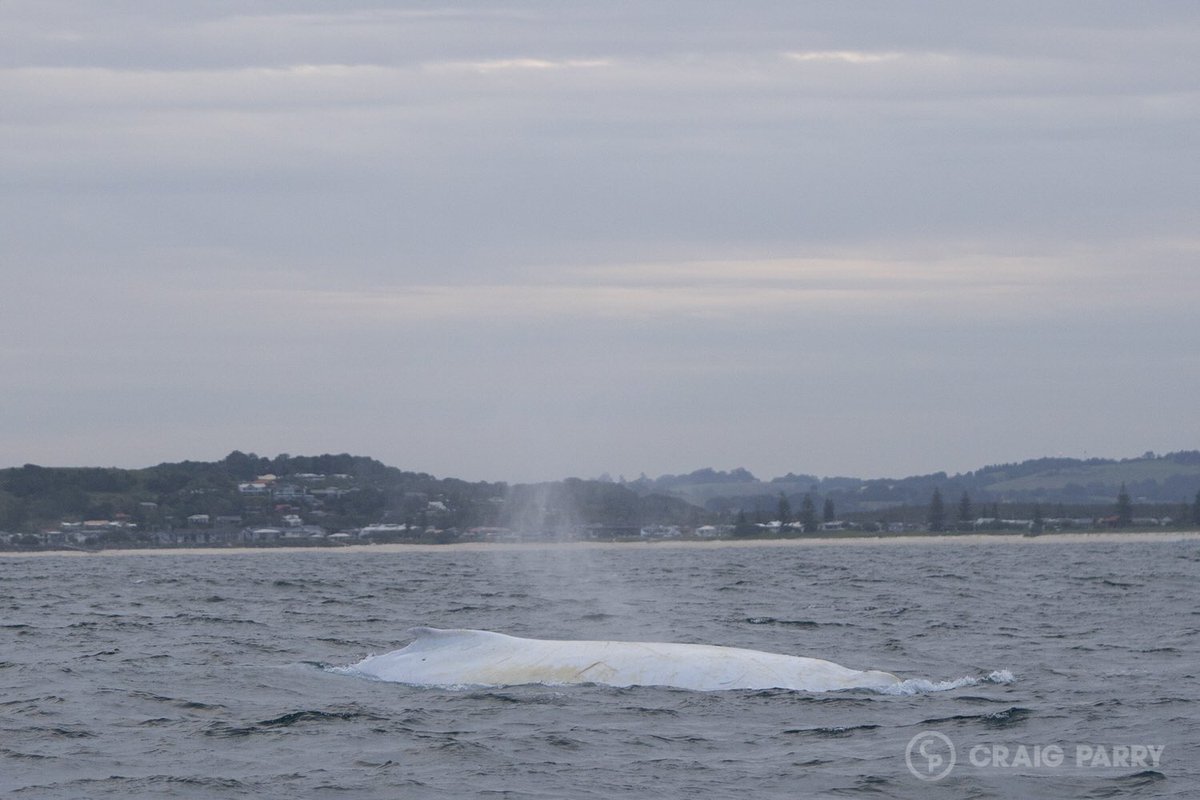 #Migaloo sighted by @CraigParryPhoto Monday 10th July 2017 4:15pm off Lennox Head, Cruising North at 5 knots alone.  craigparry.com.au