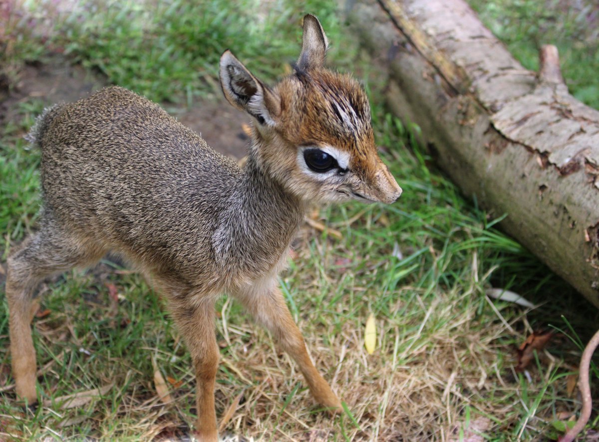 ColchesterZoo's tweet photo. Our baby Kirk's Dik Dik has been named 'Dakarai' meaning happiness/Joy in African! > https://t.co/KhnpaUfdN9 https://t.co/83pz0cl3OH