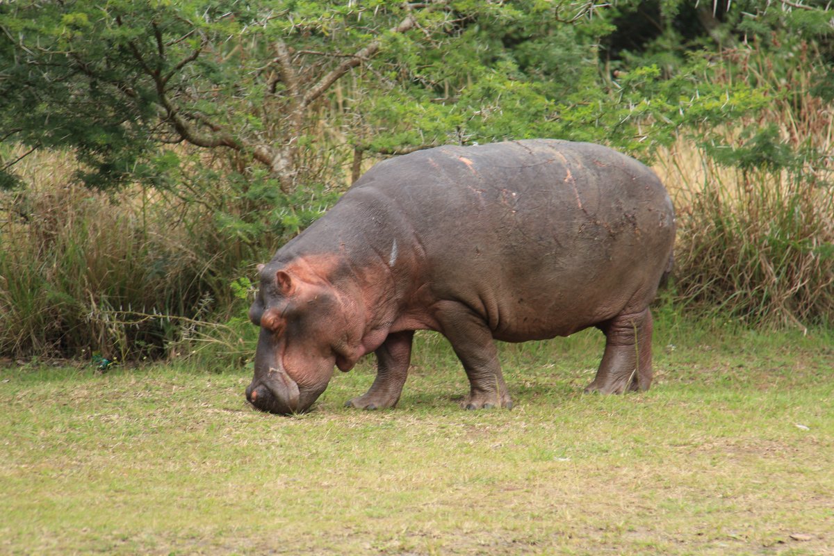 Well look who popped by for a lunch-time visit at the #iSimangaliso office? A real #wild place, this! #Hippo heaven.