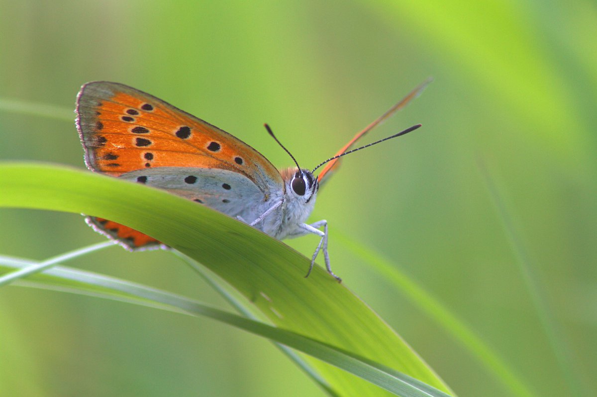 RemcoBeen's tweet photo. Afgelopen zaterdag op zoek geweest naar de #GroteVuurvlinder aan het eind van de dag gevonden en kunnen fotograferen @vlinderNL @waarneming https://t.co/0Uphowe0m6