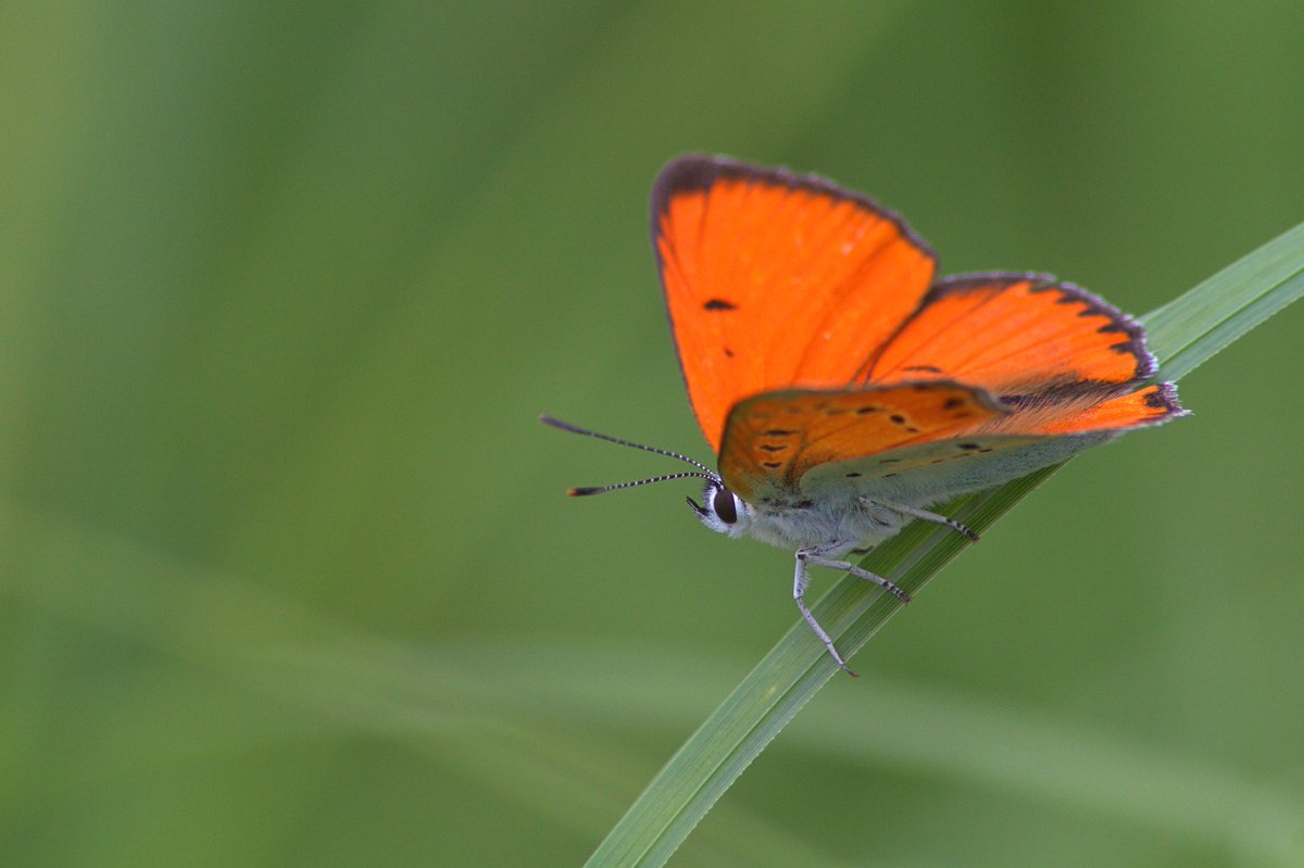 RemcoBeen's tweet photo. Afgelopen zaterdag op zoek geweest naar de #GroteVuurvlinder aan het eind van de dag gevonden en kunnen fotograferen @vlinderNL @waarneming https://t.co/0Uphowe0m6