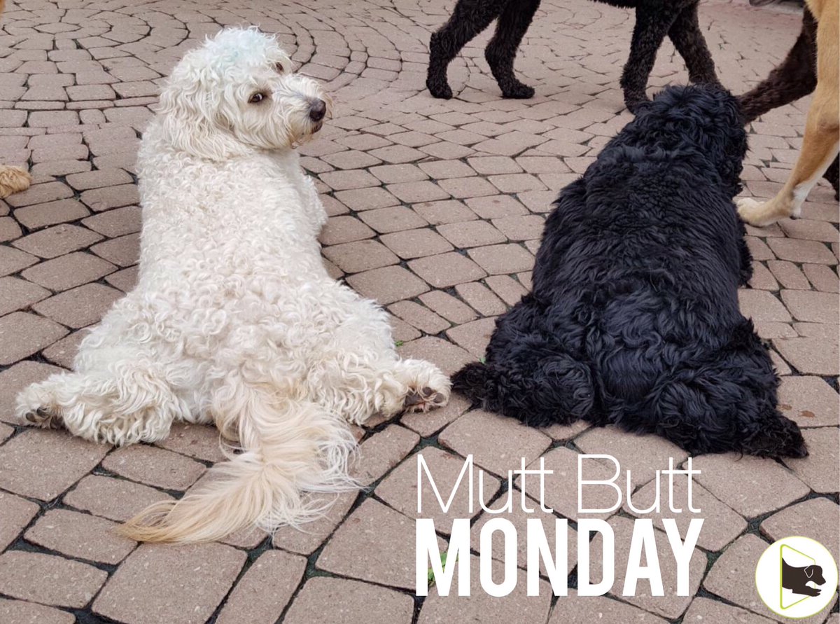 doggie_land's tweet photo. Mutt Butt Monday featuring Max the Mini Doodle and Bella the Cockapoo. 🐾🐾
#muttbuttmonday #muttbutt #minidoodle #cockapoo #doodle #vaughan https://t.co/E3nyEOHnt7