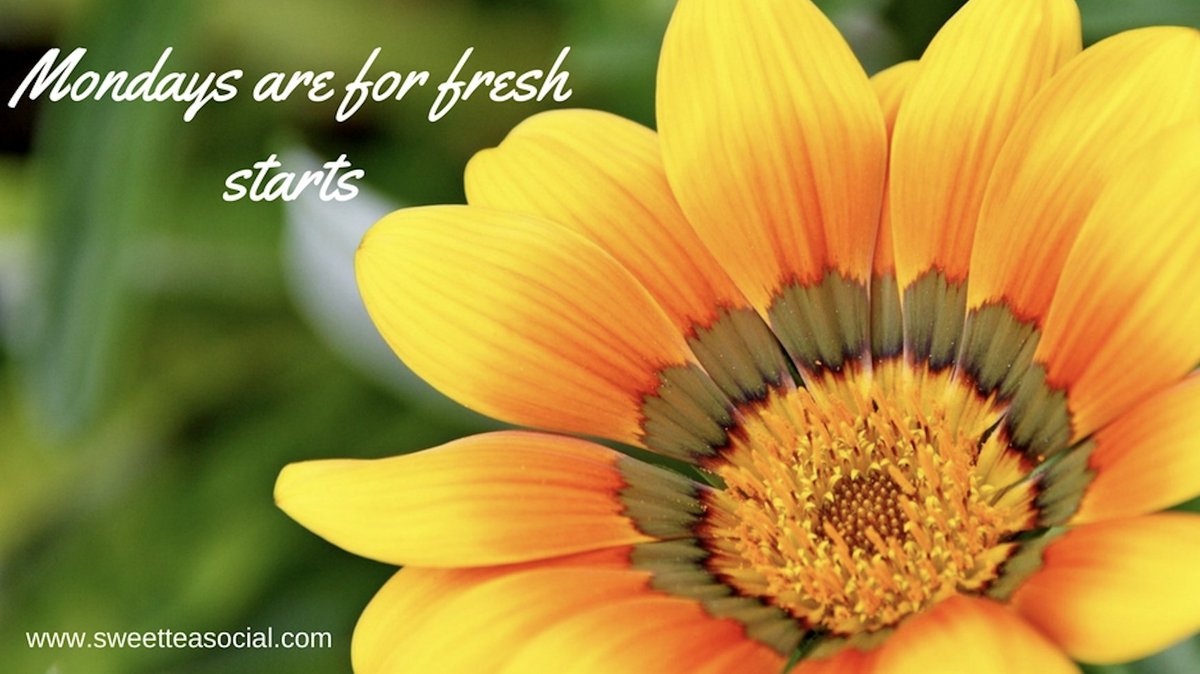 SweetTea_Social's tweet photo. Mondays are for fresh starts! Contact me today and get a fresh start on your company's #DigitalMarketing!  https://t.co/QAPA3A8VQe 🌻 https://t.co/298bFh0WGd