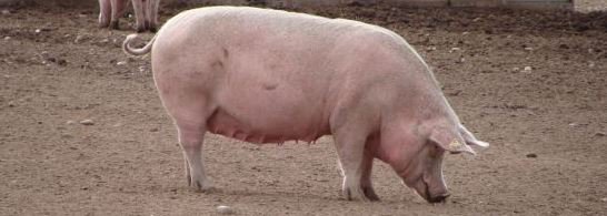 Up to £400K research funding from <a href="/DefraGovUK/">Defra UK</a> and <a href="/HSAofficial/">HSA</a> to develop more humane pig stunning methods. 

hsa.org.uk/grants-awards/…