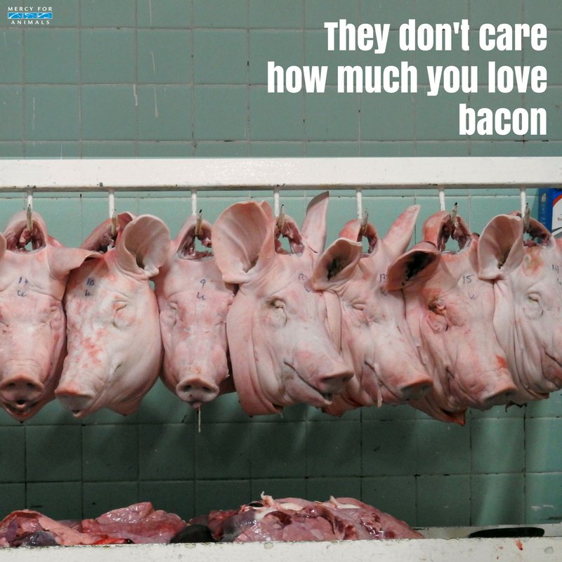 MercyForAnimals's tweet image. They don't care how much you love bacon. ❌
