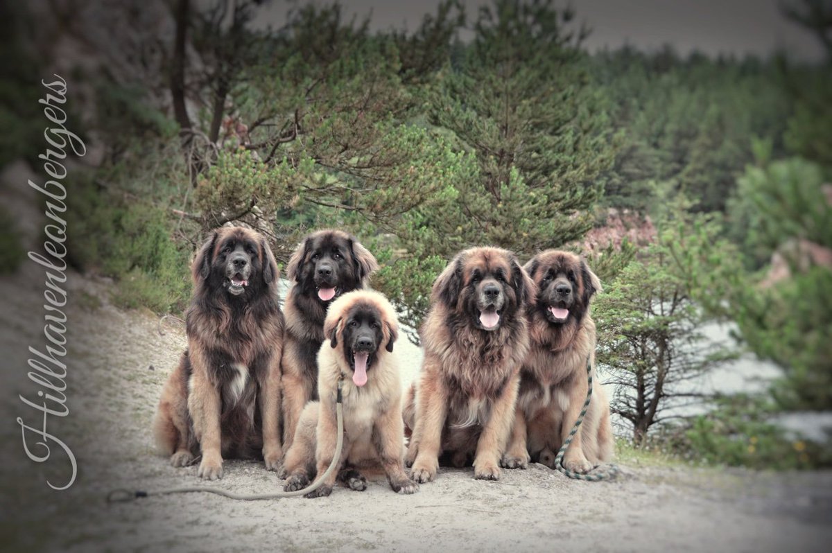 hillhaven leonbergers