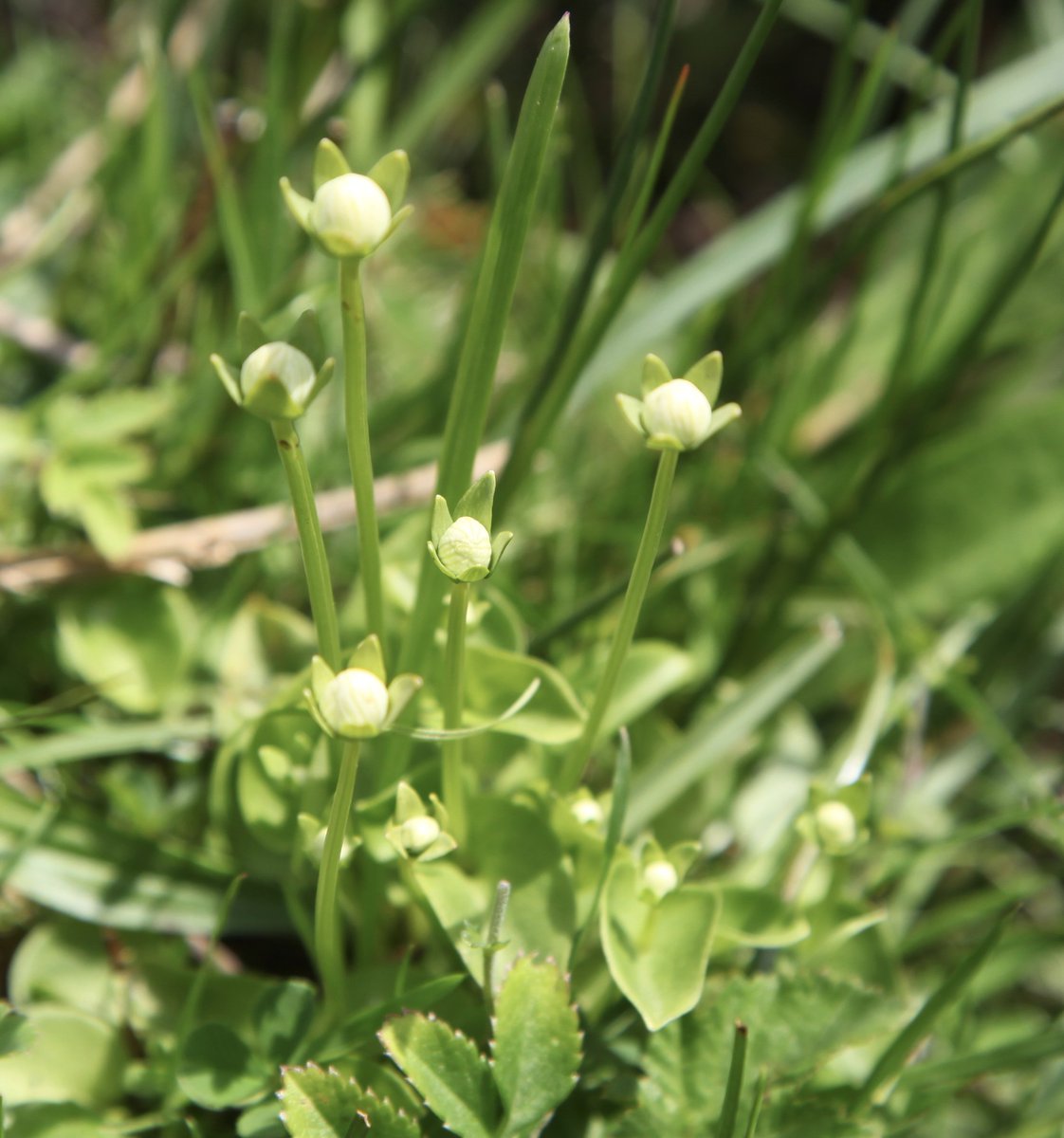 durhambotany's tweet photo. more magic in Upper Teesdale https://t.co/2afsL2p2D2