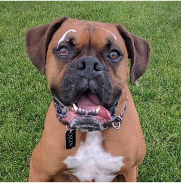 SelbyCups's tweet photo. Drooling eyebrows!! Dad can you at least get me a towel before you take my picture??? #Boxers #boxersonly #boxerlove #ozzy https://t.co/jQALRrtslv