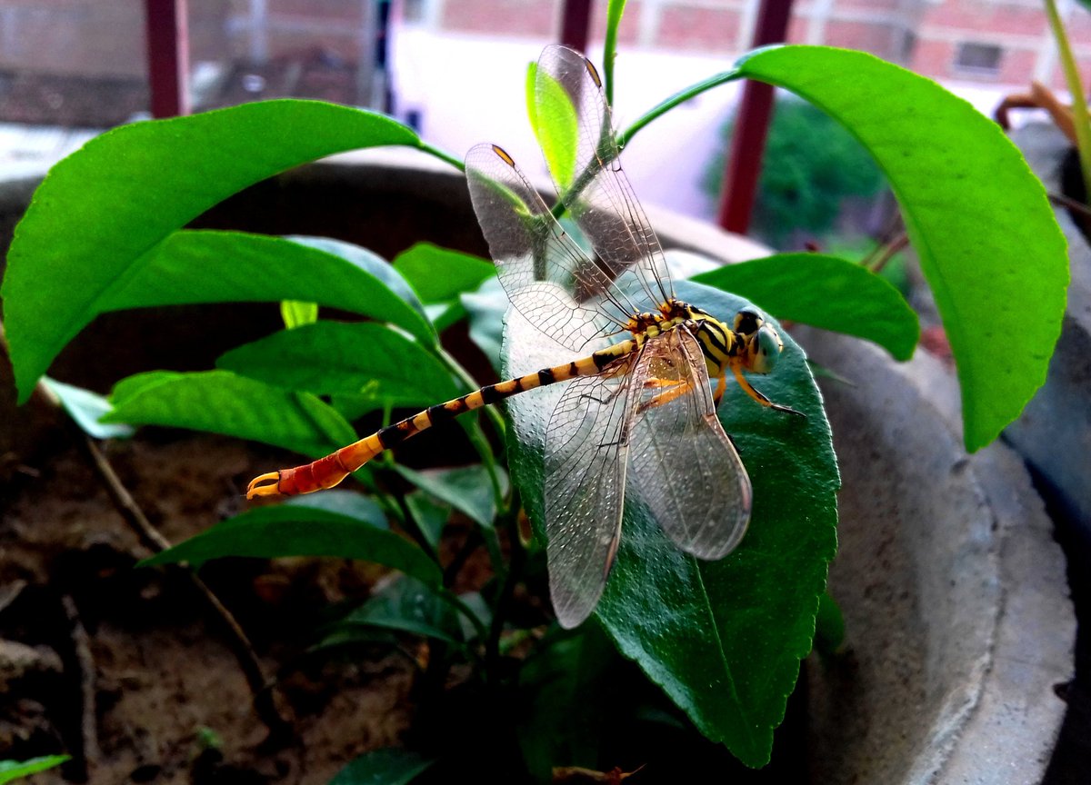 EdwinSagar1's tweet photo. The dragonfly 'brings dreams to reality and is the messenger of wisdom and enlightenment from other realms.' #Nature #Beautiful https://t.co/V7eZ7f4Vbv