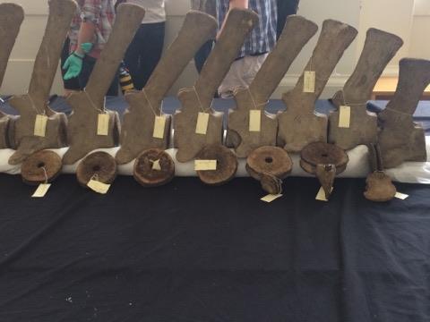 AnnaSavory's tweet photo. Yesterday i assembled a whale at the @GrantMuseum #whaleweekender Archeologist bf found it terribly old hat but I loved every bone-y minute! https://t.co/hPlzWYkbzU