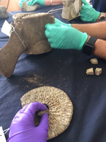 AnnaSavory's tweet photo. Yesterday i assembled a whale at the @GrantMuseum #whaleweekender Archeologist bf found it terribly old hat but I loved every bone-y minute! https://t.co/hPlzWYkbzU